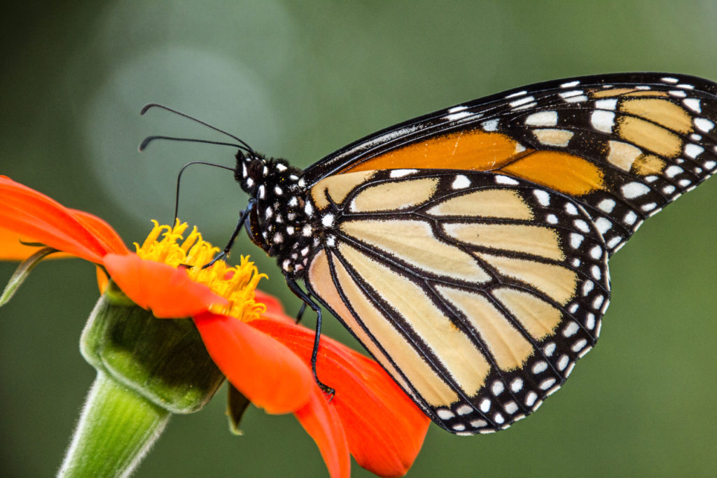 1-1-1-monarch-pollinating-mexican-sunflower-5039
