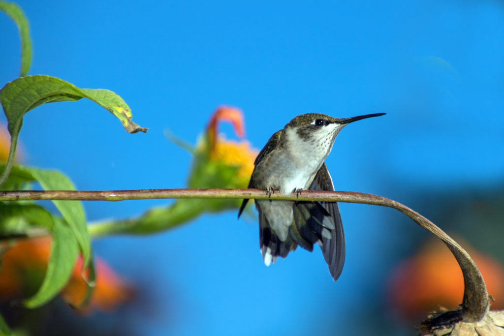 1-1-hummingbird-on-mexican-sunflower-stem-2320