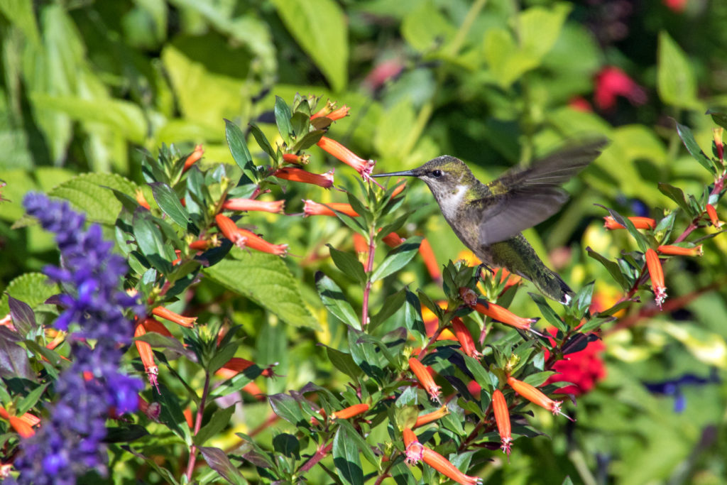 1-1-hummingbird-sipping-nectar-from-salvia-flower-2366