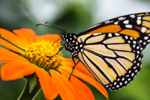 1-1-Monarch Pollinating Mexican Sunflower-5050