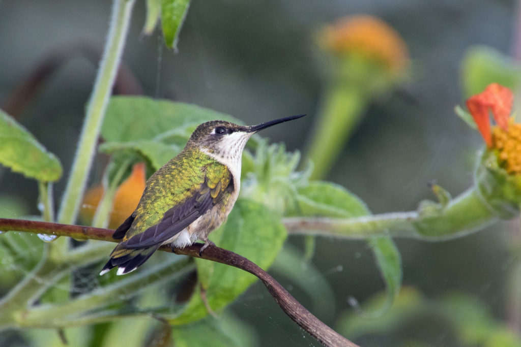 1-hummingbird-on-mexican-sunflower-stem-2227