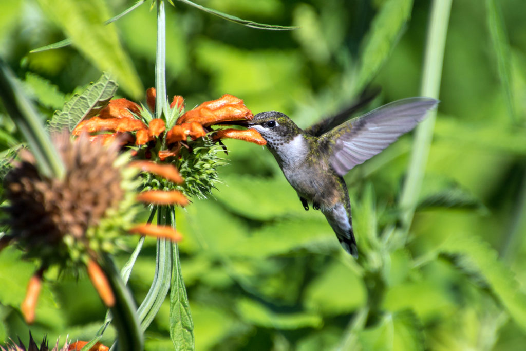 1-hummingbird-sipping-nectar-from-lions-tail-buds-2333