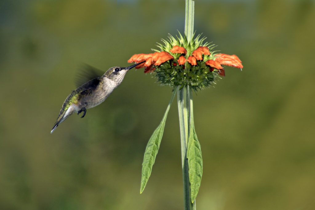 1-hummingbird-sipping-nectar-from-lions-tail-buds-2334