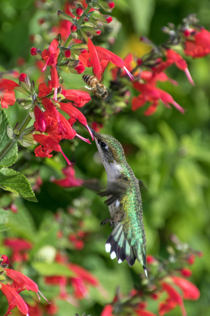 1-hummingbird-sipping-nectar-from-salvia-flower-with-bee-2353