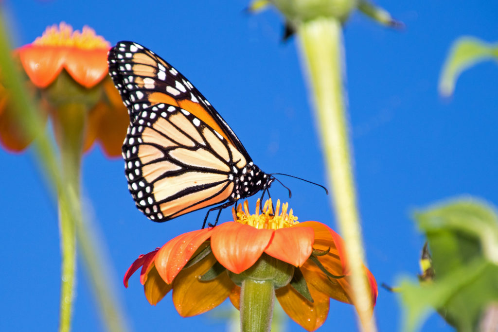 1-monarch-sipping-nectar-from-mexican-sunflower-2266