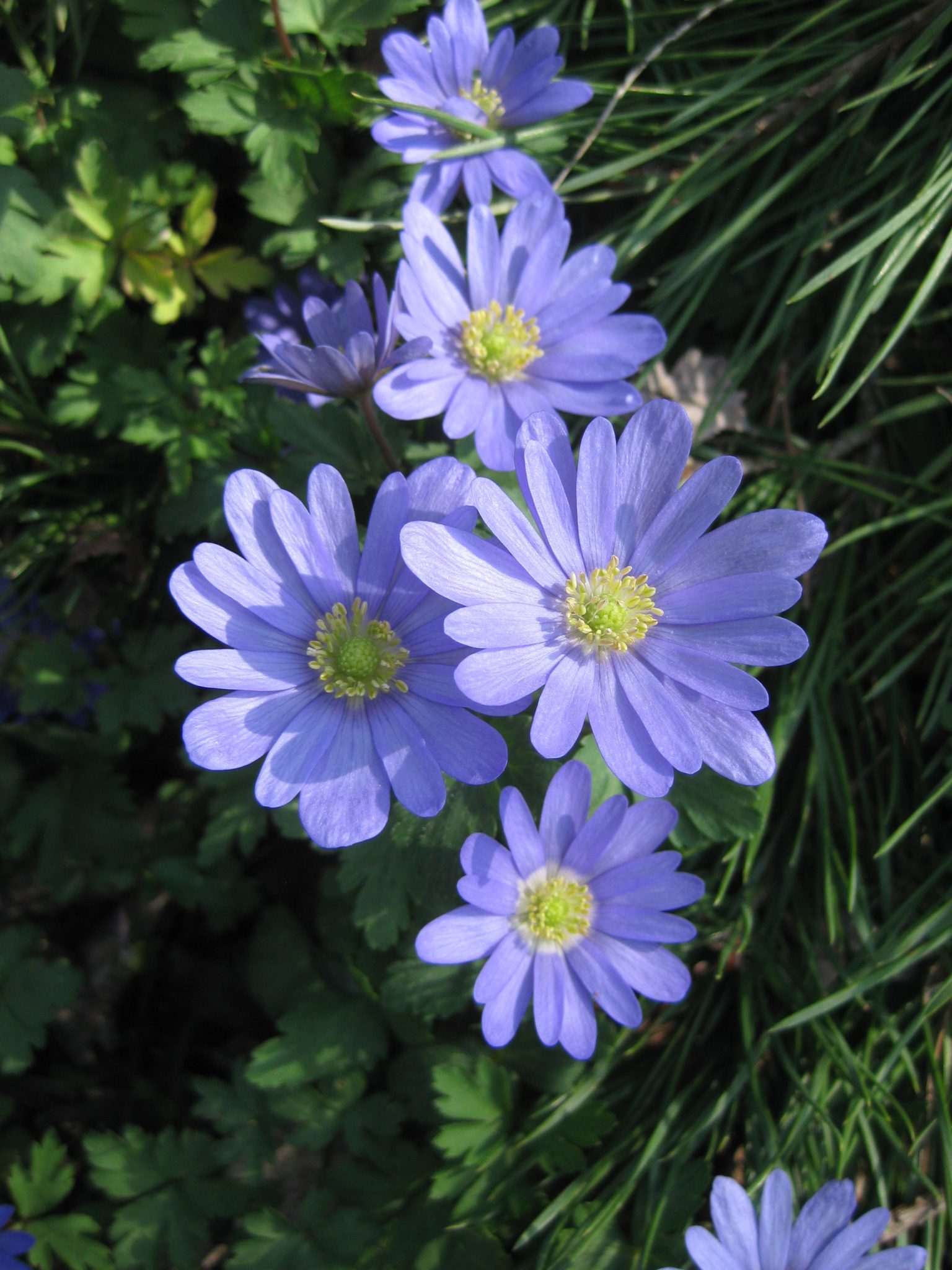 Anemone blanda 'Blue Shades' RBG (1) | Rotary Botanical Gardens