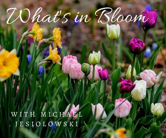 April 2022 What's in Bloom? Tour banner