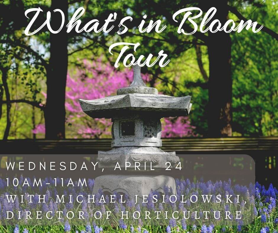 April 24 2024 What's in Bloom banner
