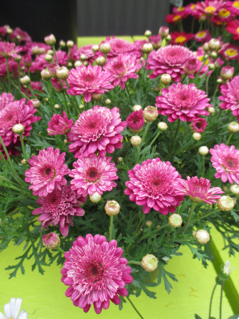 argyranthemum-go-daisy-fully-ruby-2016-jpg