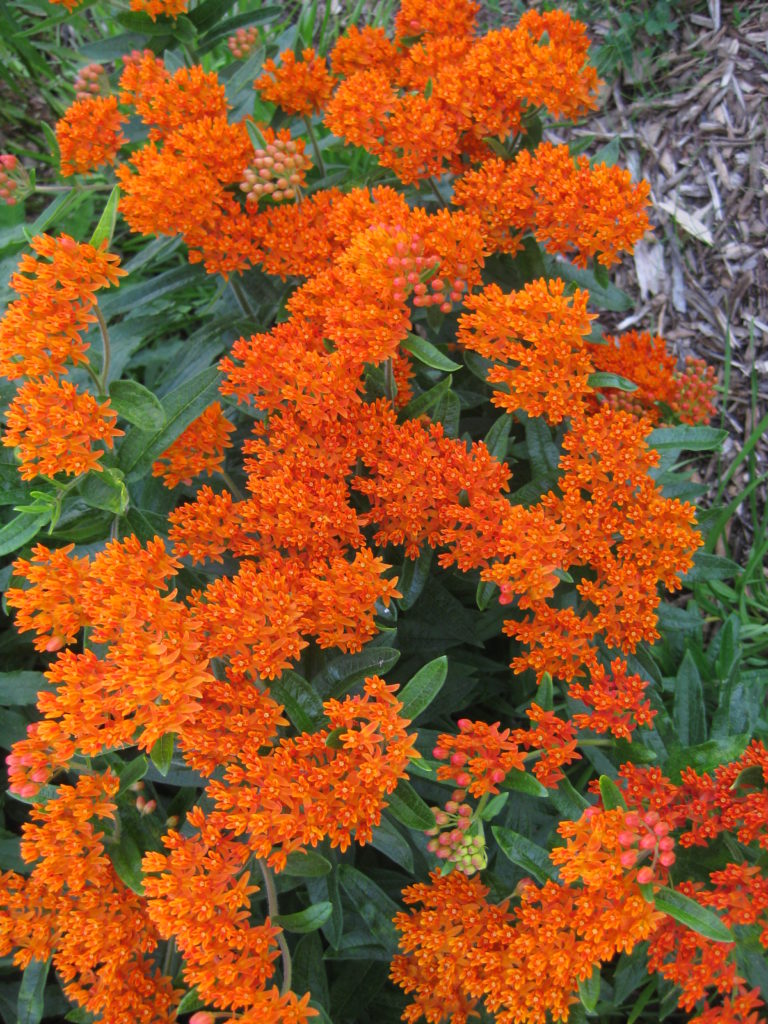 asclepias-tuberosa-at-wmags-2013