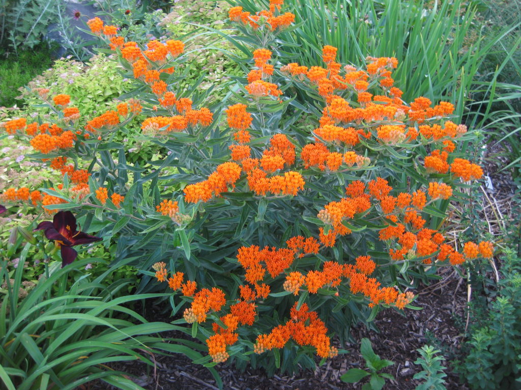 asclepias-tuberosa-at-wmags-2013c