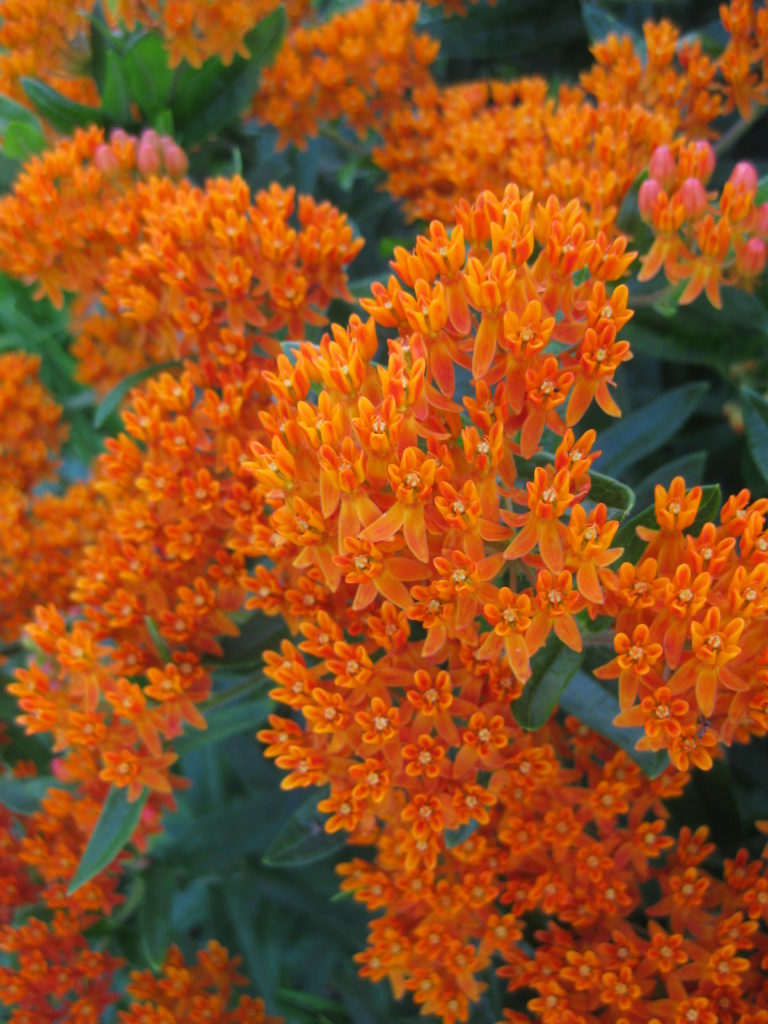 asclepias-tuberosa-at-wmags-2014