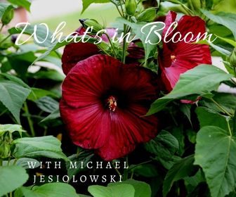 August 2022 What's in Bloom? Tour banner