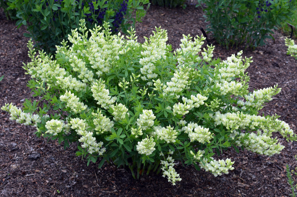 Baptisia 'Spilled Buttermilk' acc 200411001 May 26, 2015 (11) (1)
