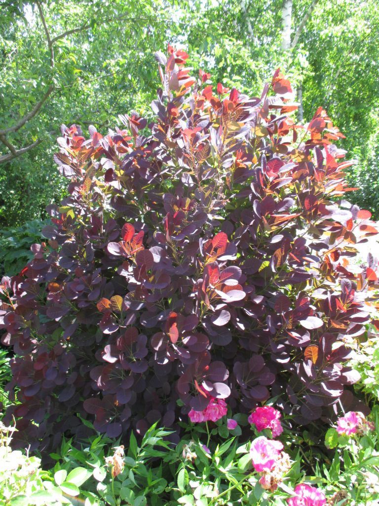 Spectacular Smokebush   Cotinus   Rotary Botanical Gardens
