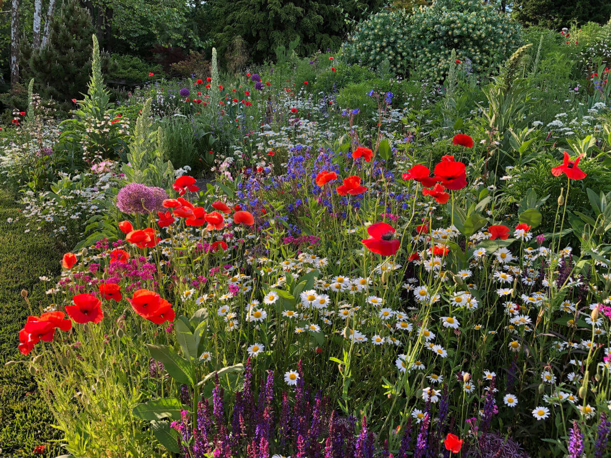 A vibrant garden containing several types of plants and colorful flowers.
