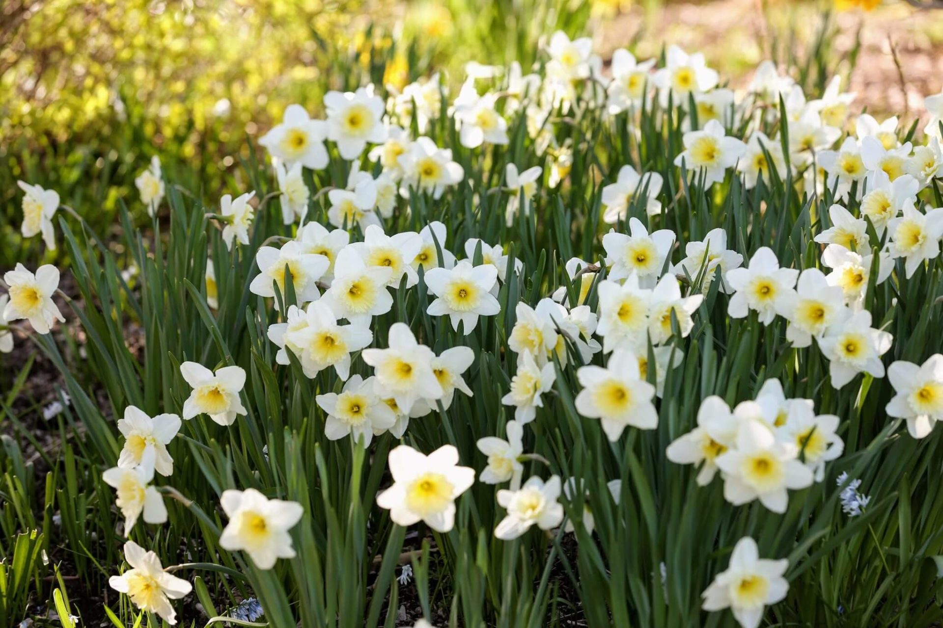 Dozens of white daffodils in a sunny field