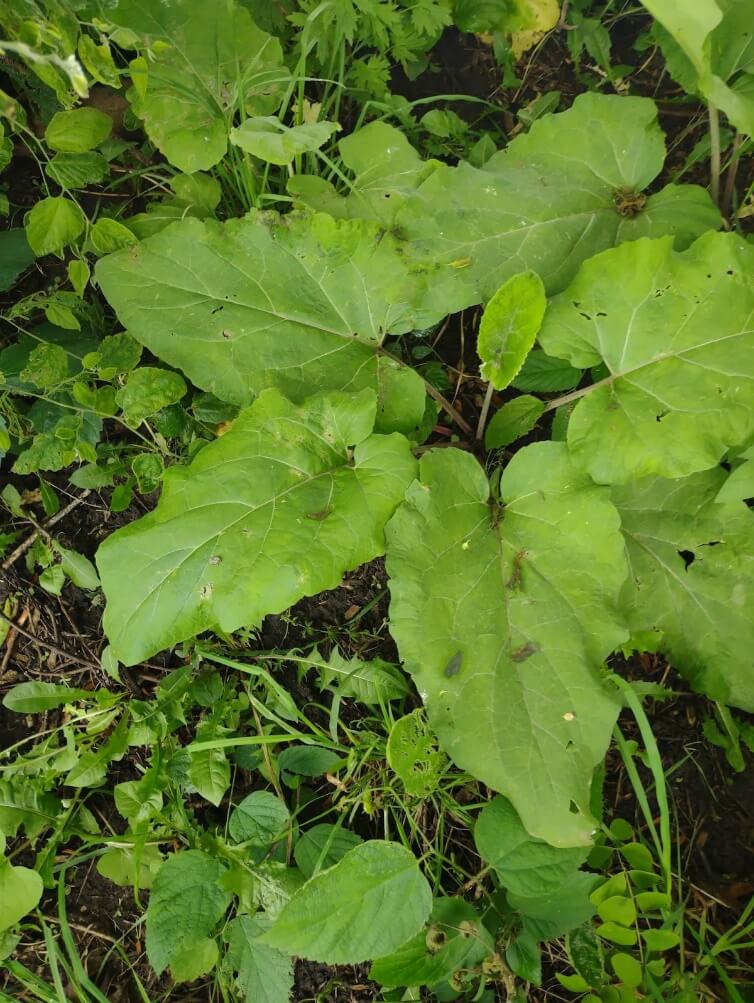 Burdock (Articum spp.)