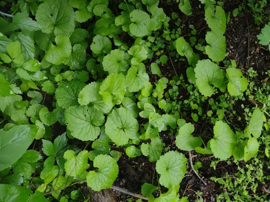 Foraging Weeds in Your Garden | Rotary Botanical Gardens