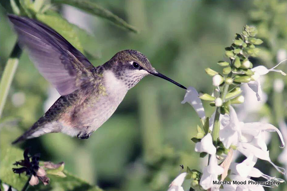 hummingbird-2012