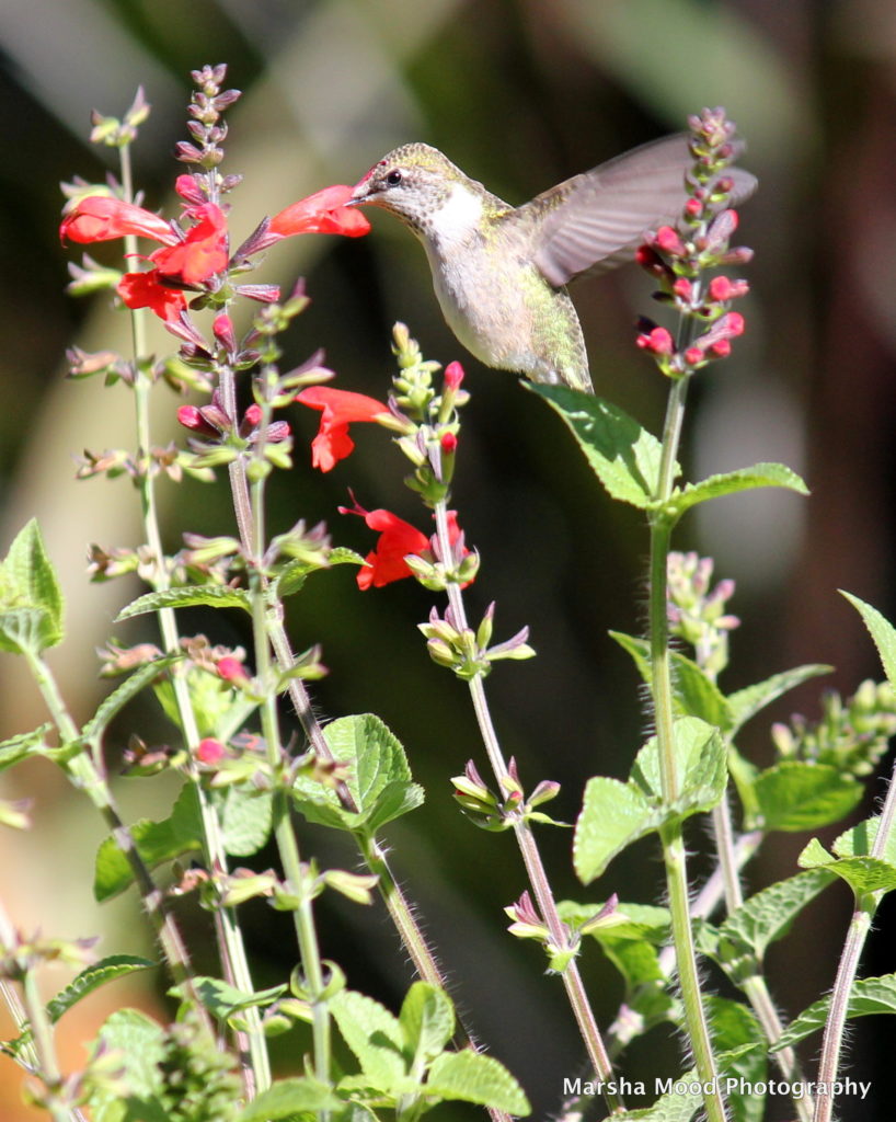 hummingbird-img_5132