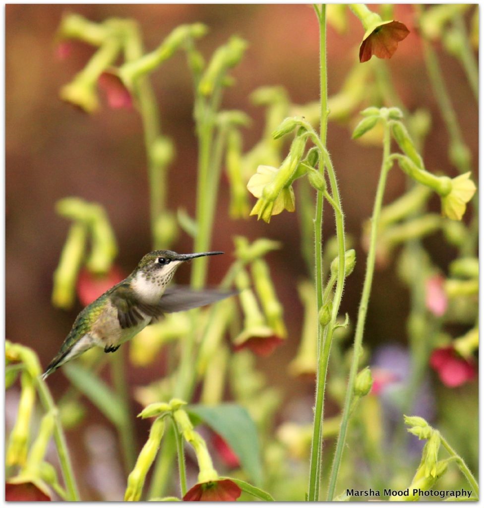 hummingbird-img_6018