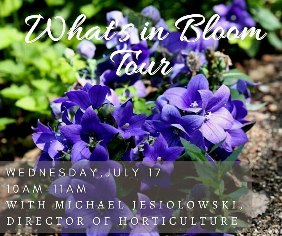July 17 What's in Bloom banner