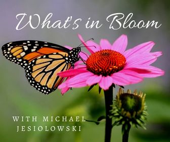 July 2022 What's in Bloom? Tour banner