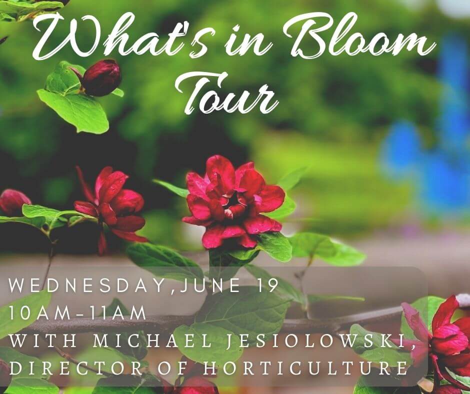 June 19 What's in Bloom banner