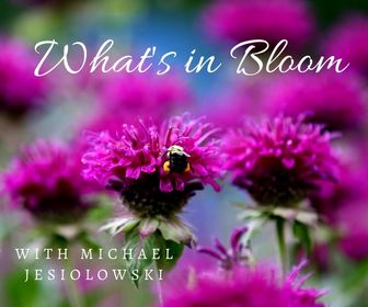June 2022 What's in Bloom? Tour banner