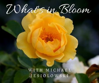 May 2022 What's in Bloom? Tour banner