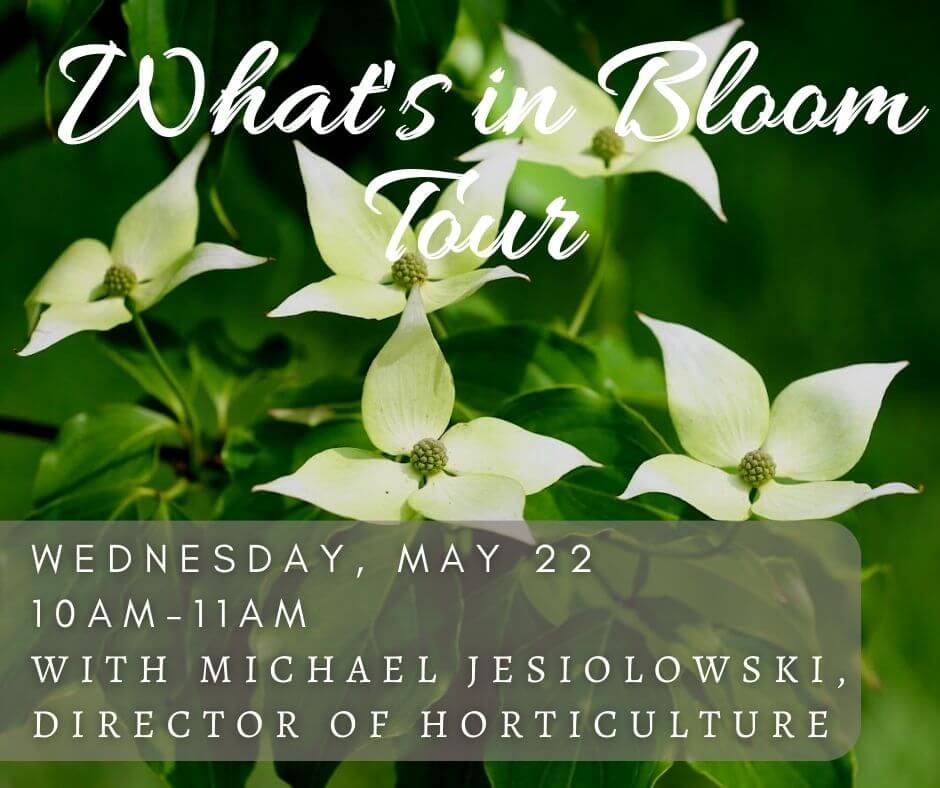 May 22 What's in Bloom banner
