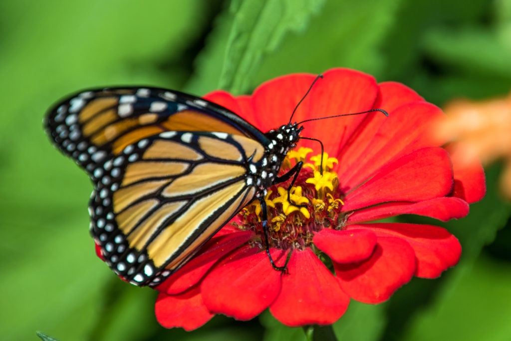 monarch-sipping-nectar-from-red-flower-2327