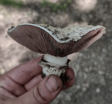 Wood mushroom (Agaricus silvaticus)