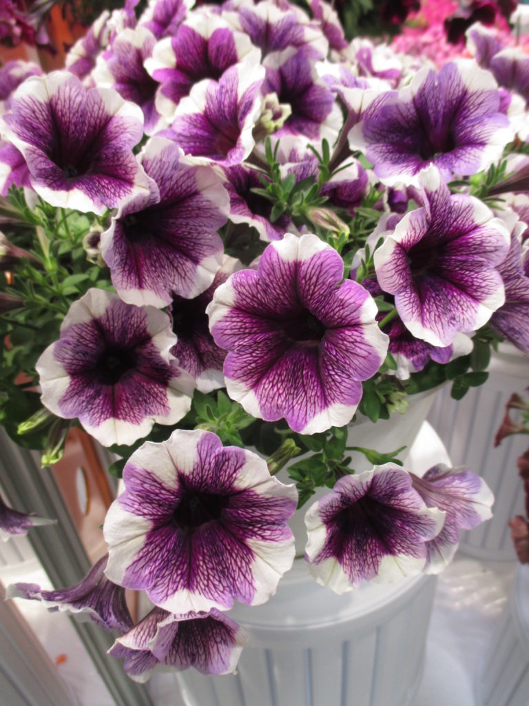 petunia-sweetunia-purple-touch-2016-jpg