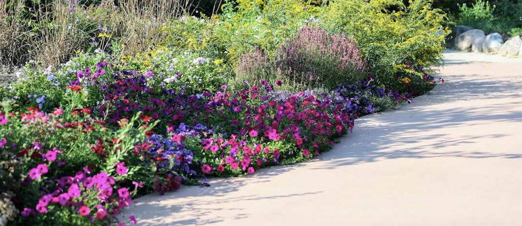 Colorful plants and flowers line the side of a path at Rotary Botanical Gardens