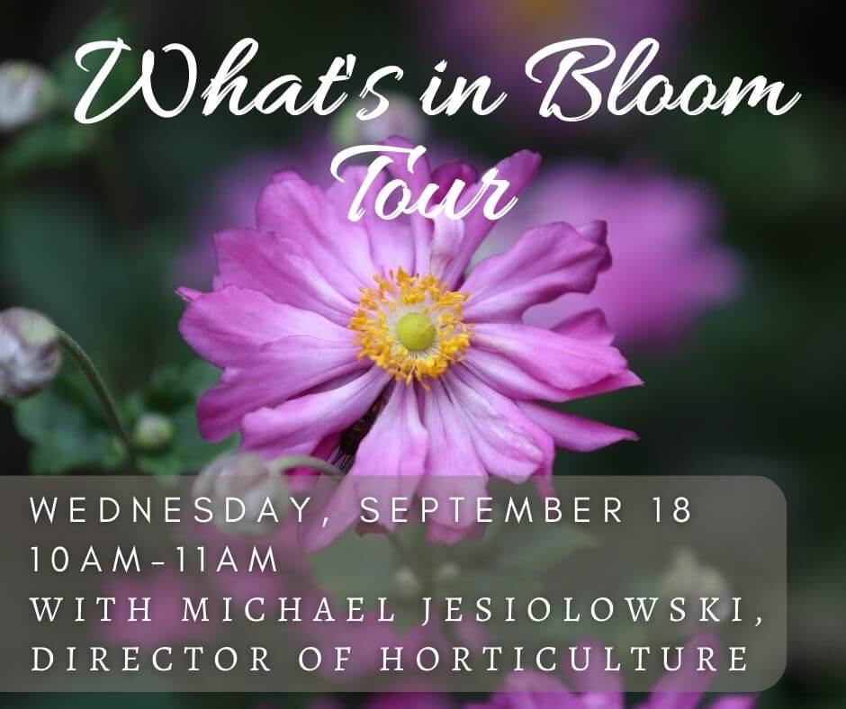 Sept 18 What's in Bloom banner