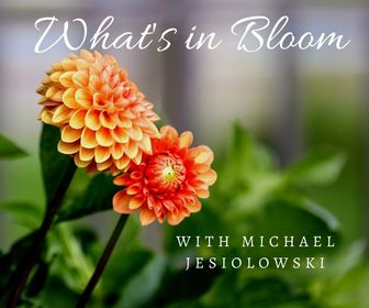 September 2022 What's in Bloom? Tour banner