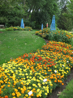 Fist-Sized Marigolds | Rotary Botanical Gardens